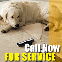 Contact Carpet Cleaning Services